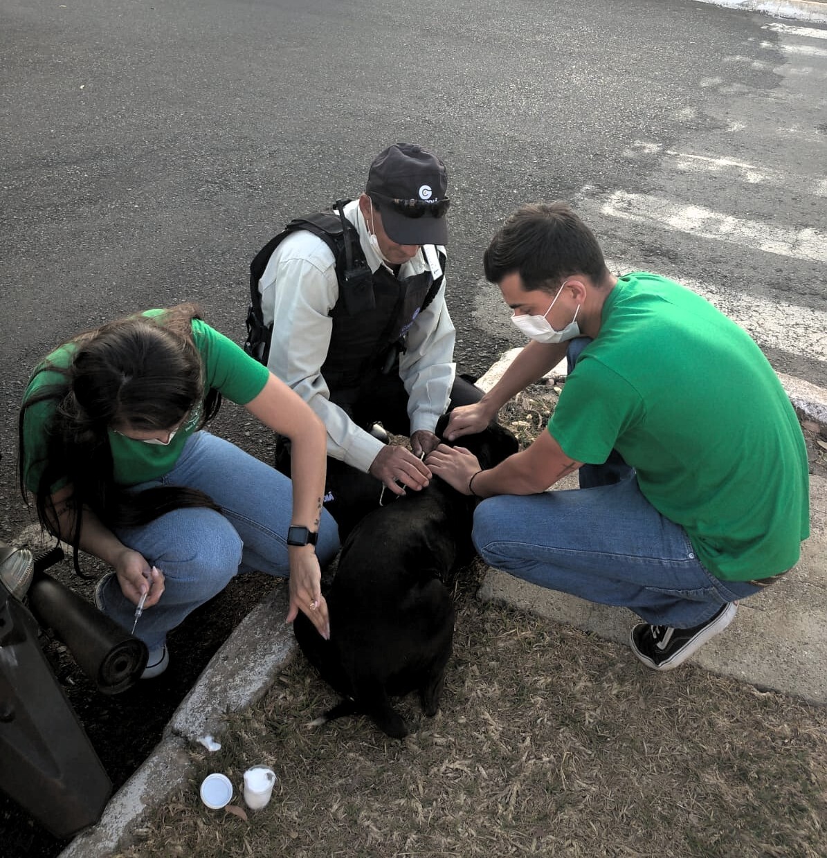 vacinação cães