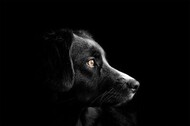 UFG desenvolve tratamento com nanopartículas termais para câncer canino