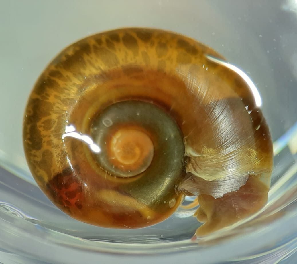 Biomphalaria glabrata. Foto: arquivo do pesquisador