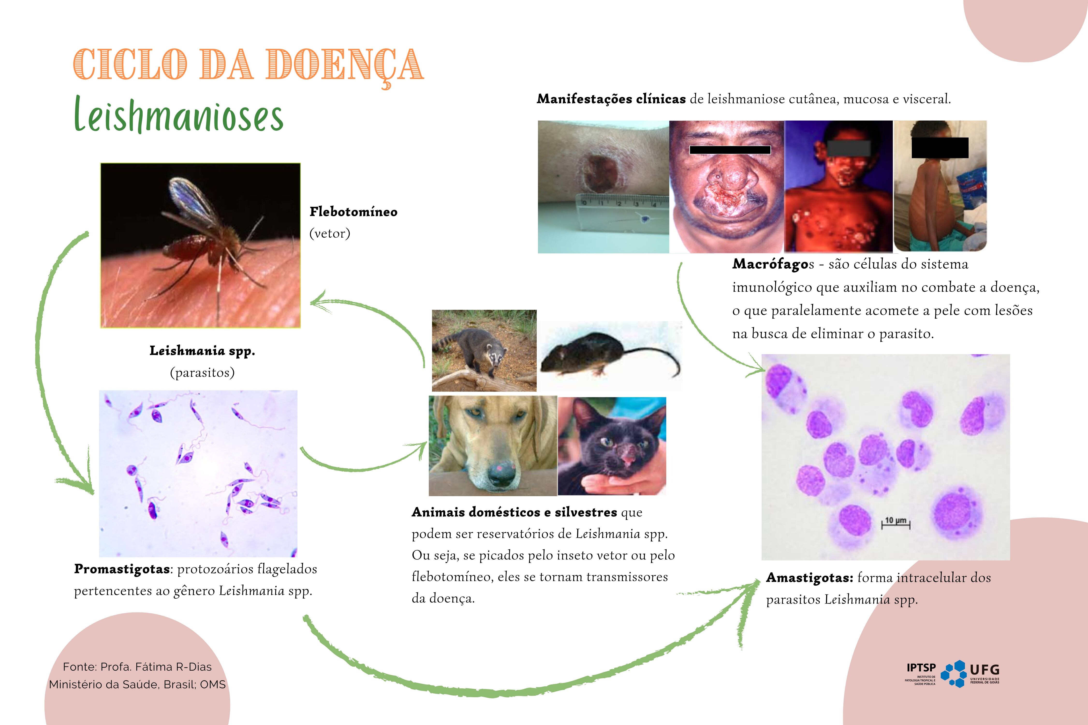  CICLO DA DOENÇA.jpg