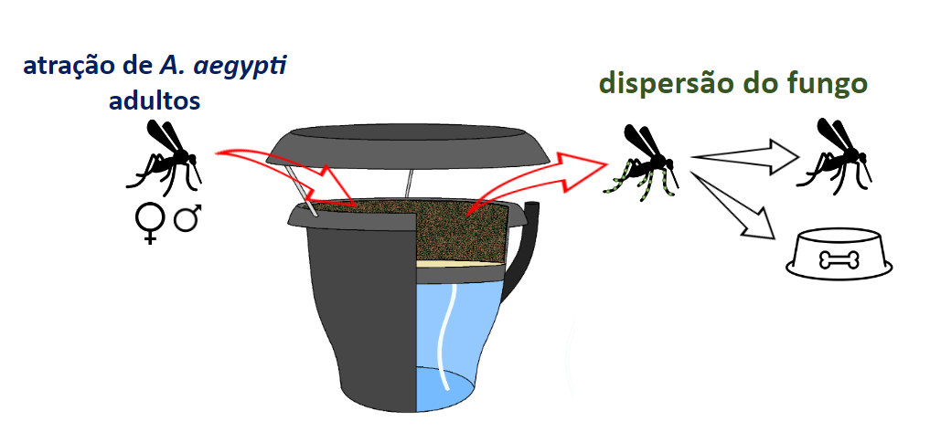 Esquema do dispositivo usado para atrair Aedes aegypti e assim infectando-o com o fungo