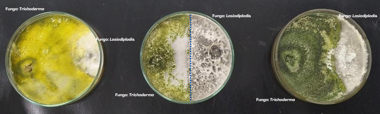 Teste de antagonismo de fungos (Trichoderma) de caverna do Cerrado contra Lasiodiplodia