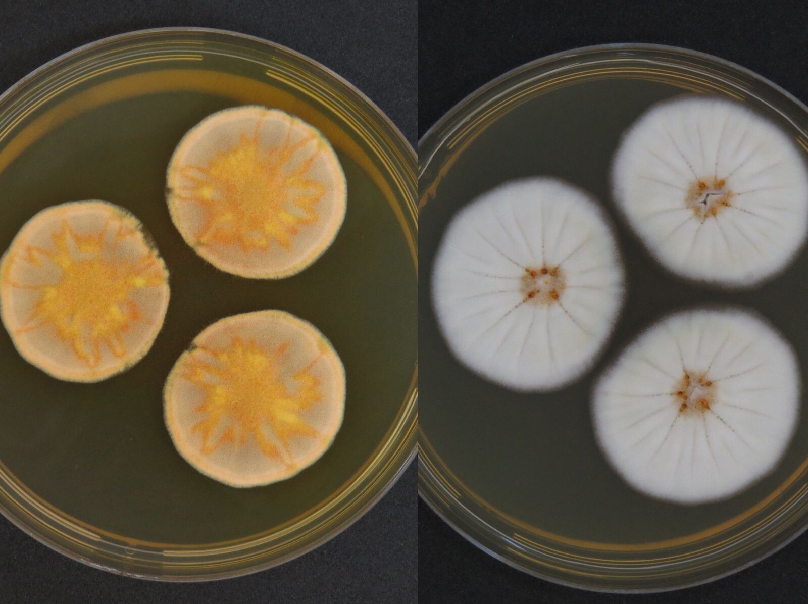 Penicillium em caverna do Cerrado Goiano