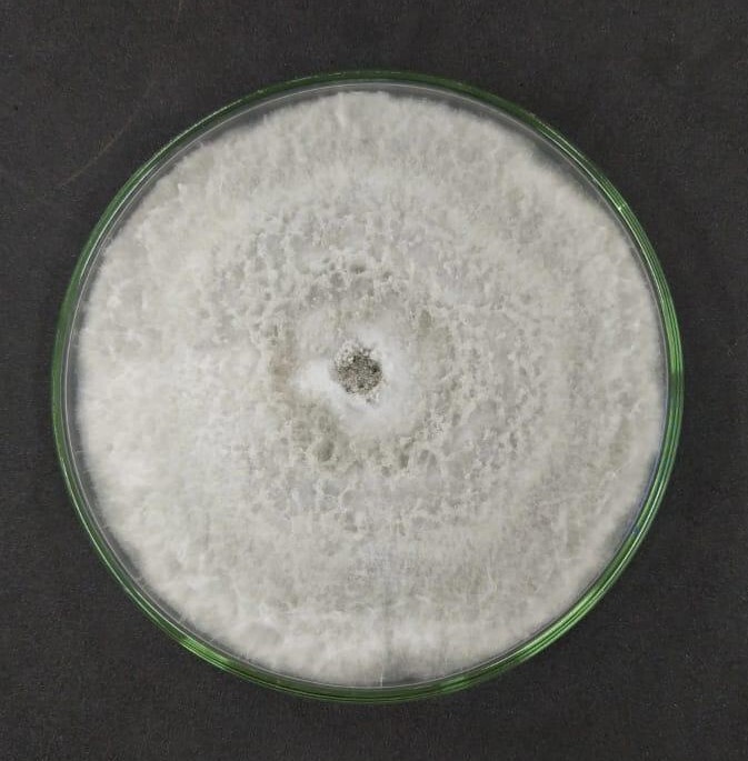 Legenda: Fungo patogênico Lasiodiplodia theobromae (Foto: Virginia Svedese e equipe Univasf)