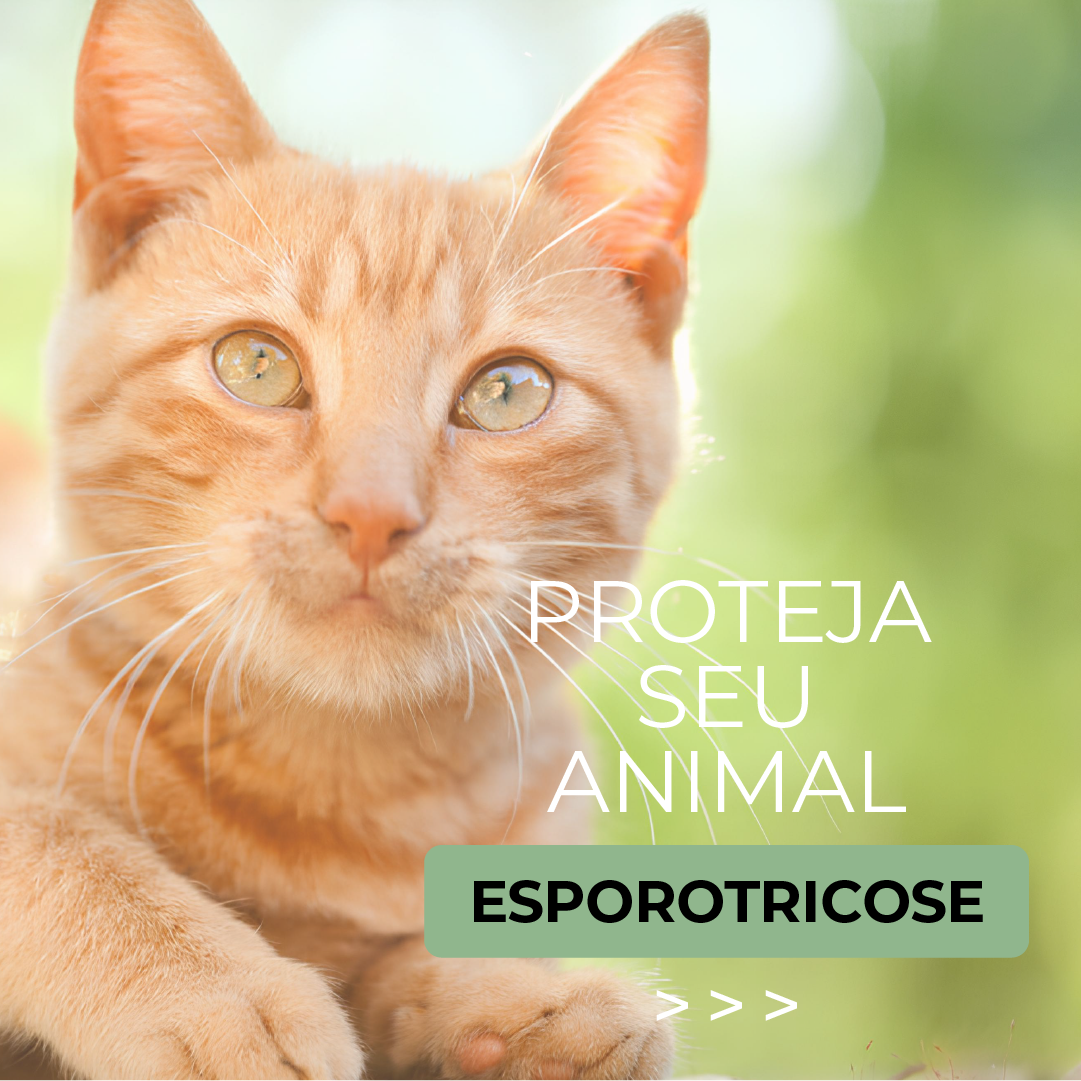  esporotricose_-_feed_(1).png