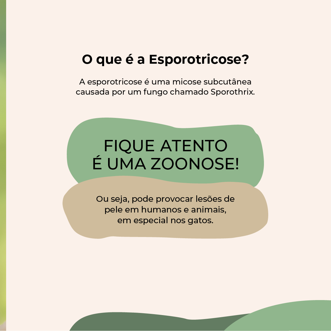  esporotricose_-_feed_(2).png