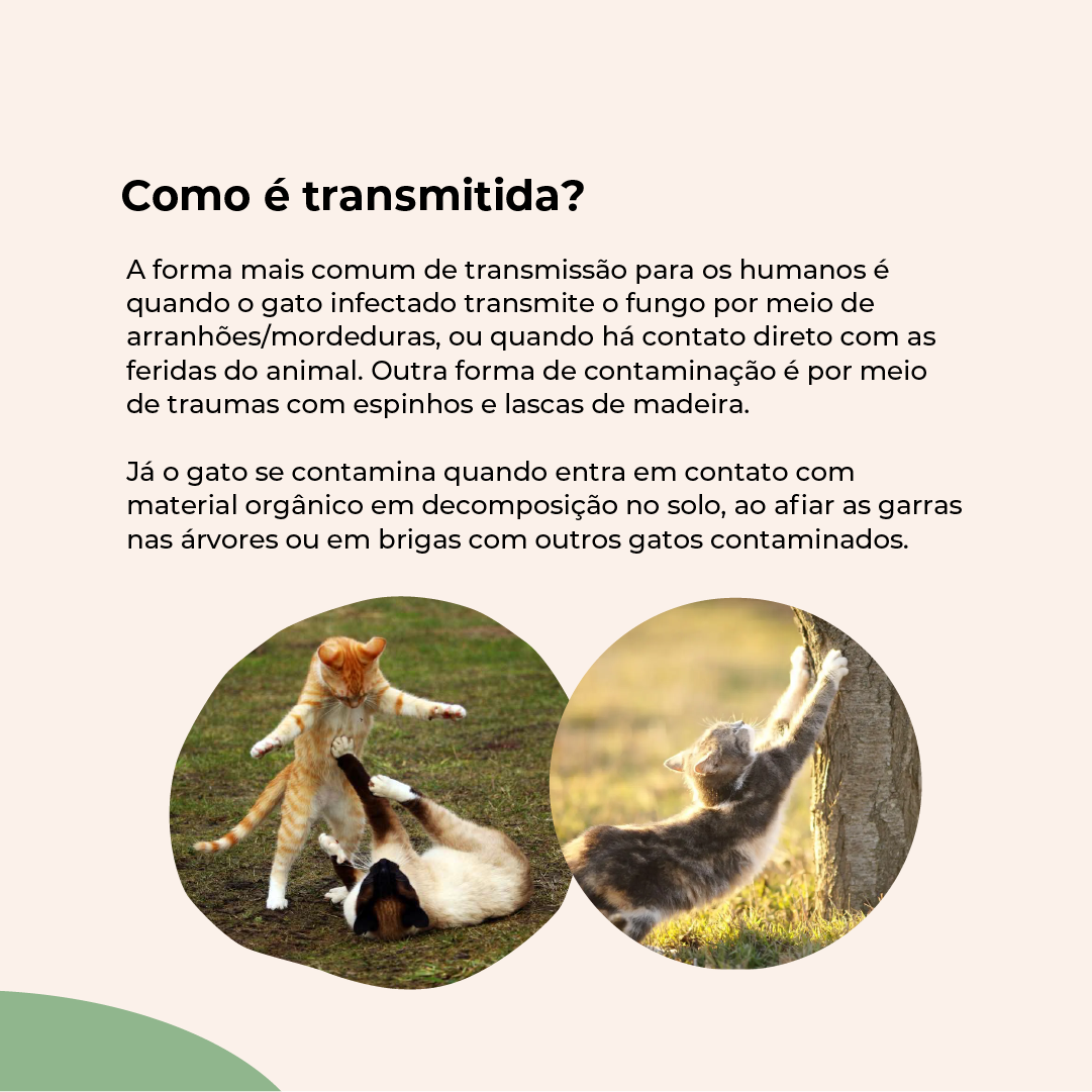  esporotricose_-_feed_(3).png