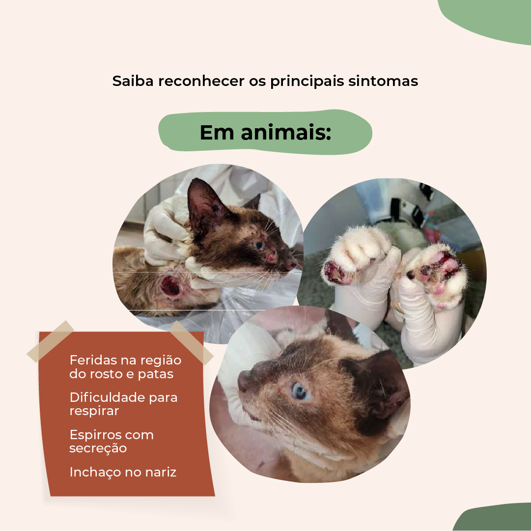  esporotricose_-_feed_(4).png