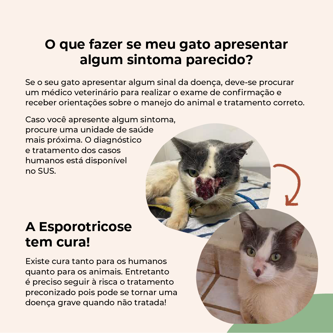  esporotricose_-_feed_(7).png