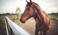 equino