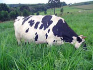 Vaca_Pastejando