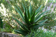 aloe