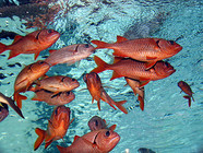 peixe