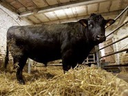vaca louca