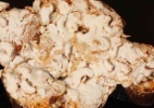 oleaginosas