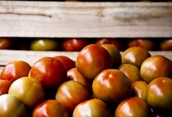 tomate