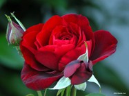 noticia1267828876_ORIG.jpg
