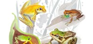 Guia de identificação das espécies de anfíbios 