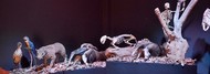 Museu de Ciências inaugura primeira exposição