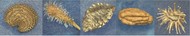 Conference - Seed Ecology 2019 1