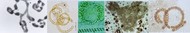 Workshoping Cyanobacterias 2