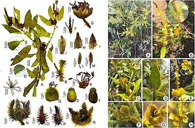 Noticias - Pesquisa - Artigo - Croton rizzoi - Prof Marcos Jose da Silva - 2025
