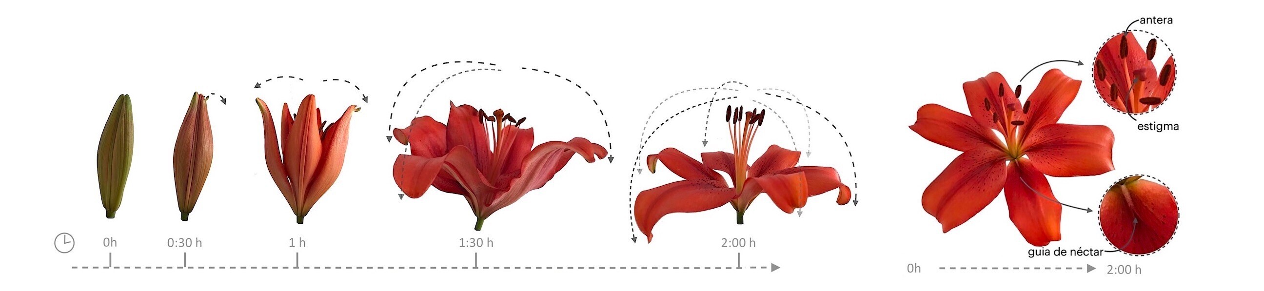 Banner - Movimento em flores - Antese Lirio
