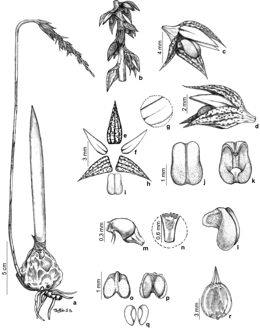Noticia -  Bulbophyllum adiamantinum - Publicacao Prof. Marcos 2020
