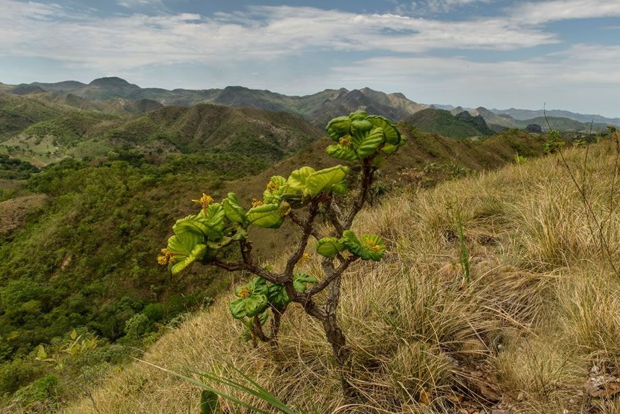 Biodiversidade do Cerrado