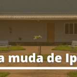 capa notícia ichl ganha muda de ipe rosa metade