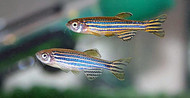 Zebrafish