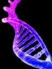DNA
