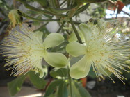 flor peq