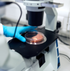 microscopio