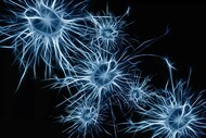 neuro